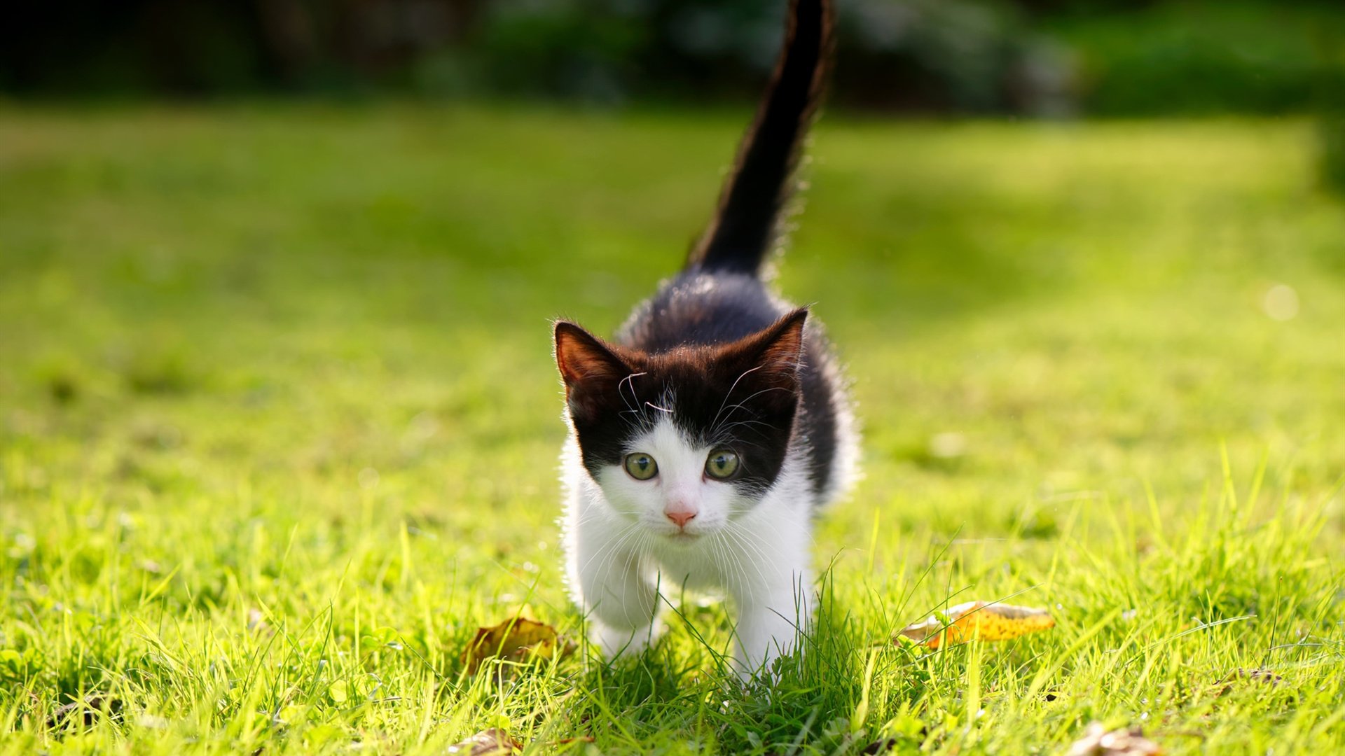 开云体育官网-罗德里，用最冷静的方式，点燃最疯狂的夜晚